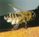 Biene mit Wachsschuppen